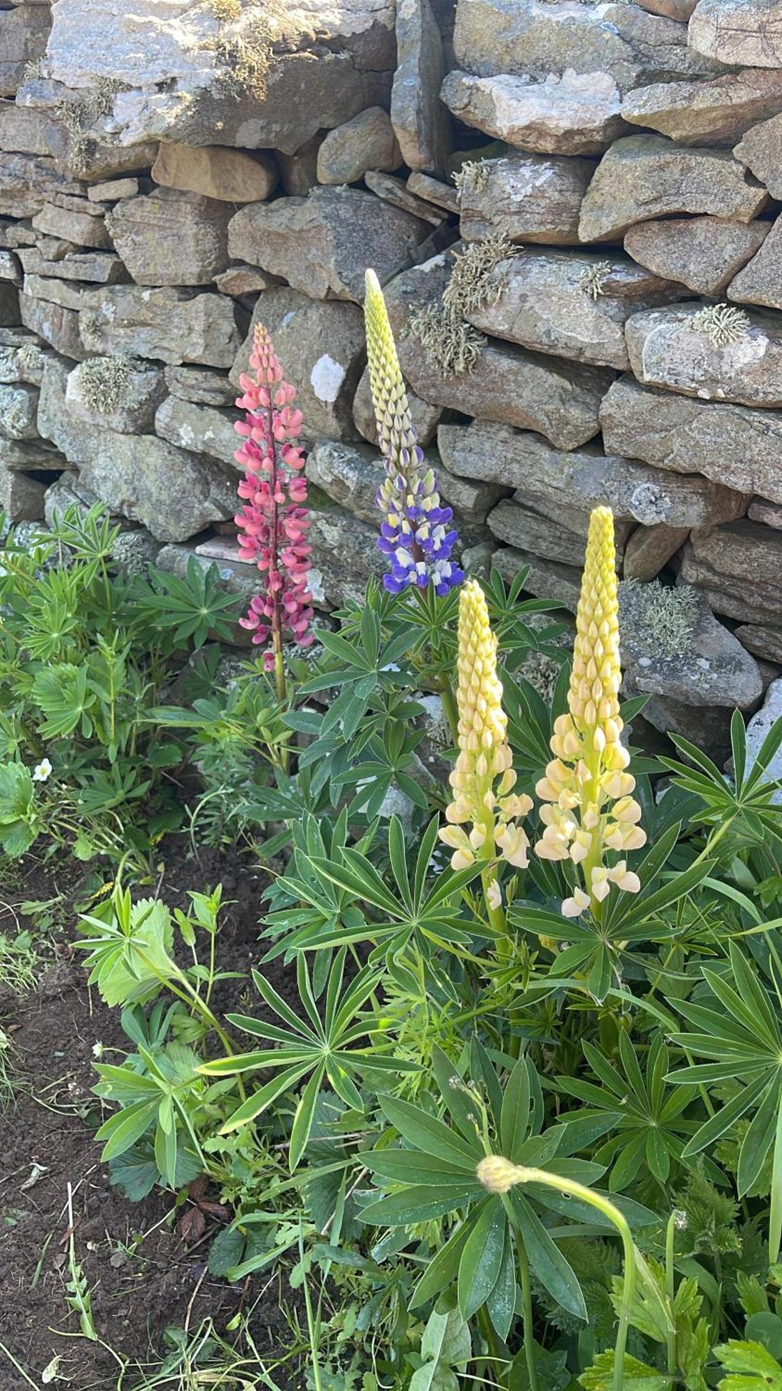 The View Bed & Breakfast Lahinch Exterior photo